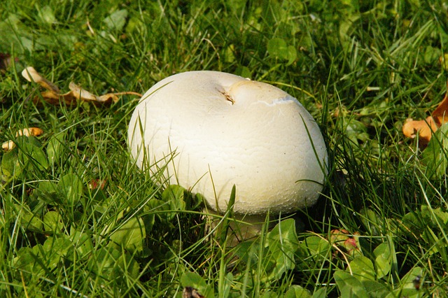 蘑菇 草 草地 - 上的免费照片