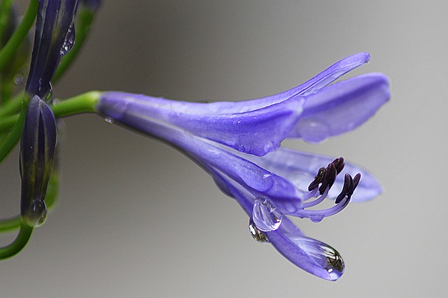 Agapanthus 紫花 花的 - 上的免费照片