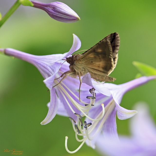 蝴蝶 花卉 动物区系 - 上的免费照片