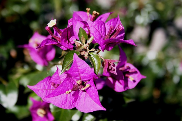 花朵 深粉色 花瓣 - 上的免费照片