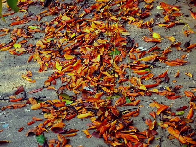 床单 Mangue 红树林砂 - 上的免费照片