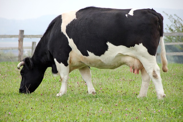 动物 奶牛 吃下去 - 上的免费照片