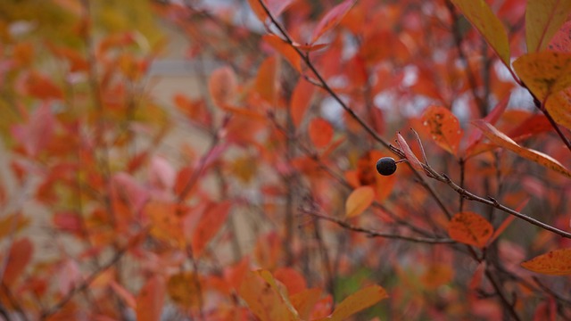 秋天 鲁斯卡 落叶灌木 - 上的免费照片