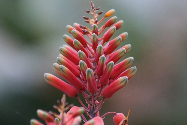 芦荟 Megalacantha 植物品种 - 上的免费照片