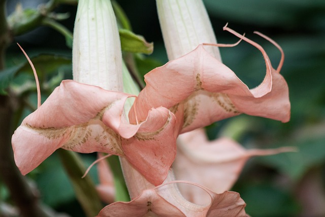 天使号角 Brugmansia 属 - 上的免费照片