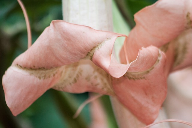 天使号角 Brugmansia 属 - 上的免费照片