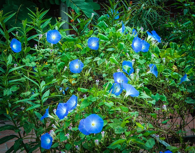 天蓝色 喇叭花 牵牛花 - 上的免费照片