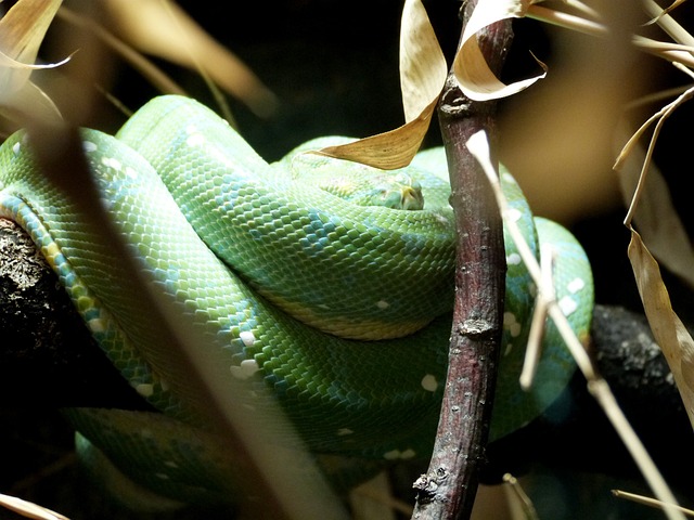 蛇 爬虫 动物园 - 上的免费照片
