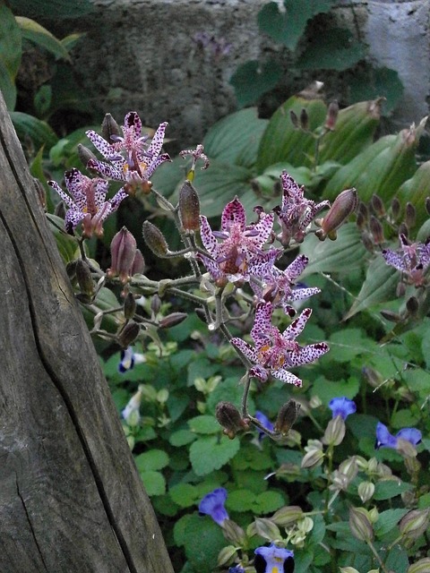 赫塔 百合科 秋花 - 上的免费照片