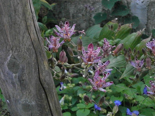 赫塔 百合科 秋花 - 上的免费照片