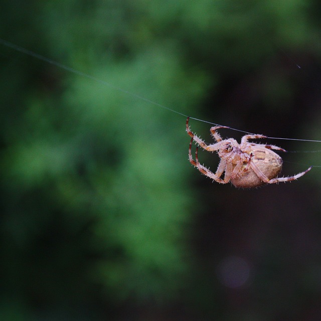 蜘蛛 昆虫 跳蛛 - 上的免费照片