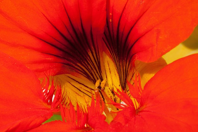 旱金莲 龙骨 花萼 - 上的免费照片