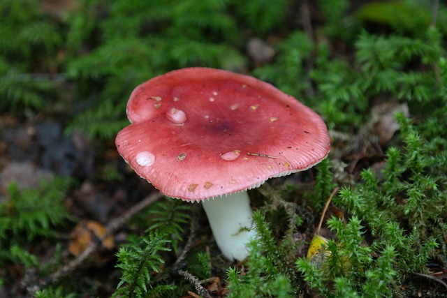 蘑菇 红色的 森林蘑菇 樱桃 Spei - 上的免费照片