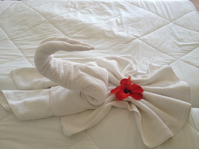 天鹅 毛巾 花 - 上的免费照片