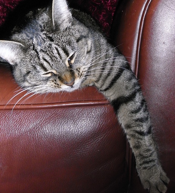 猫 条纹 懒惰的 - 上的免费照片