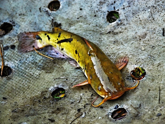 鱼 美洲鲶鱼 自然 - 上的免费照片