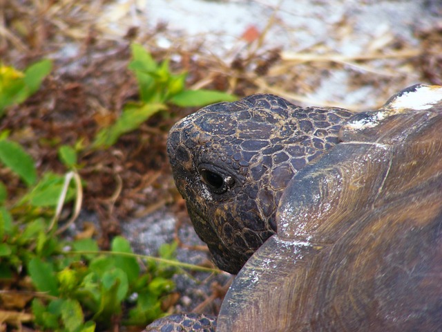 地鼠龟 Gopherus波吕斐摩斯 龟 - 上的免费照片