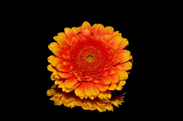 花 巴伯顿菊花 植物 - 上的免费照片