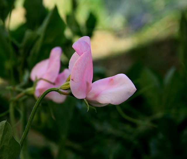 甜豌豆 花 茎 - 上的免费照片