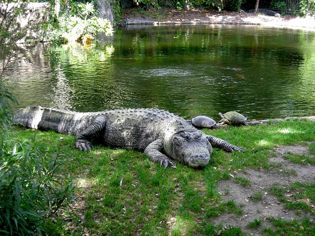 鳄鱼沉重 布希花园 动物园 - 上的免费照片