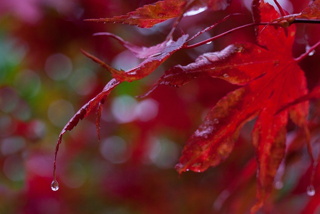 雨 树叶 多彩多姿的 - 上的免费照片