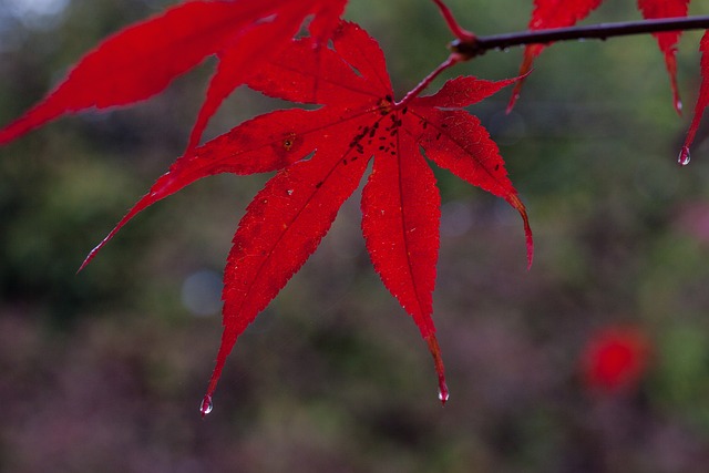 雨 树叶 多彩多姿的 - 上的免费照片