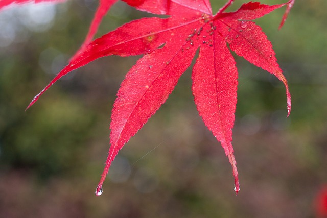 雨 树叶 多彩多姿的 - 上的免费照片