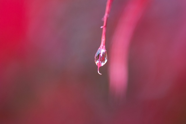 雨 树叶 多彩多姿的 - 上的免费照片