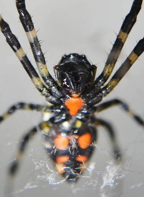 蜘蛛 花斑蜘蛛 虎钉蜘蛛 - 上的免费照片