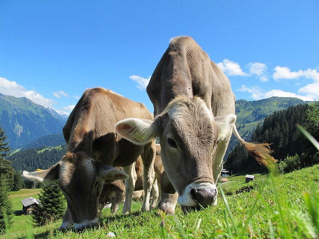 奶牛 牛 放牧 - 上的免费照片