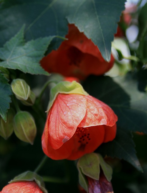 花 芙蓉 红色的 - 上的免费照片