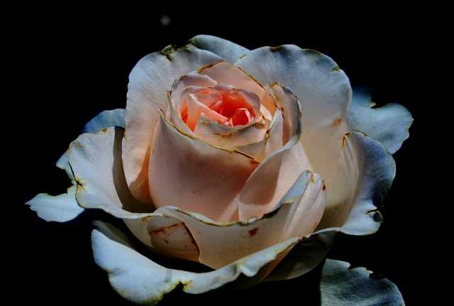 玫瑰 盛开 芽 - 上的免费照片