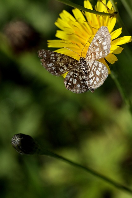 蝴蝶 Bug 花卉 - 上的免费照片