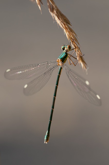 昆虫 蜻蜓 昆虫学 - 上的免费照片
