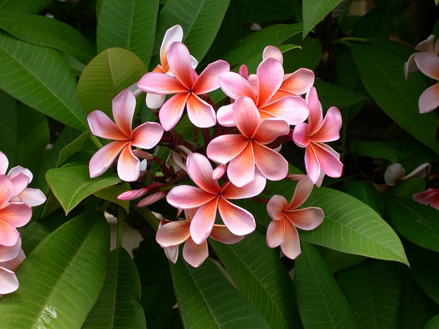 姜黄色百合花 花 素馨花 - 上的免费照片