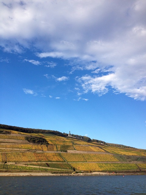 葡萄酒种植 Weinterassen Bingen - 上的免费照片