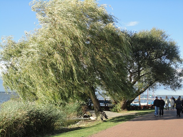 Steinhuder 海 树 垂柳 - 上的免费照片