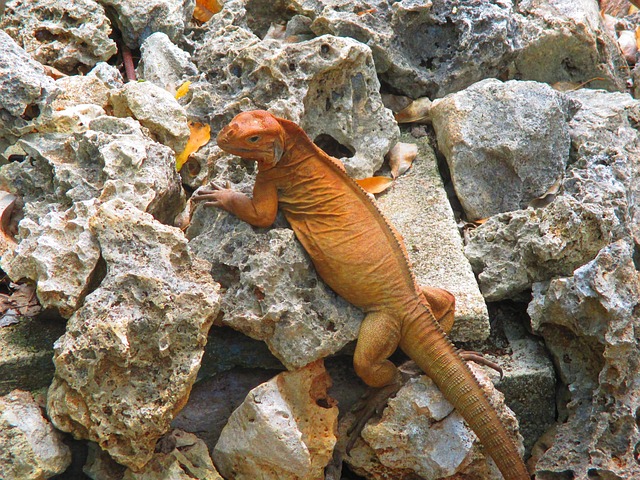 Iguanidae 蜥蜴 鬣蜥 - 上的免费照片