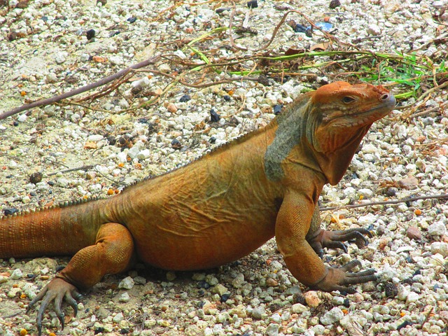 蜥蜴 Iguanidae 岩石 - 上的免费照片