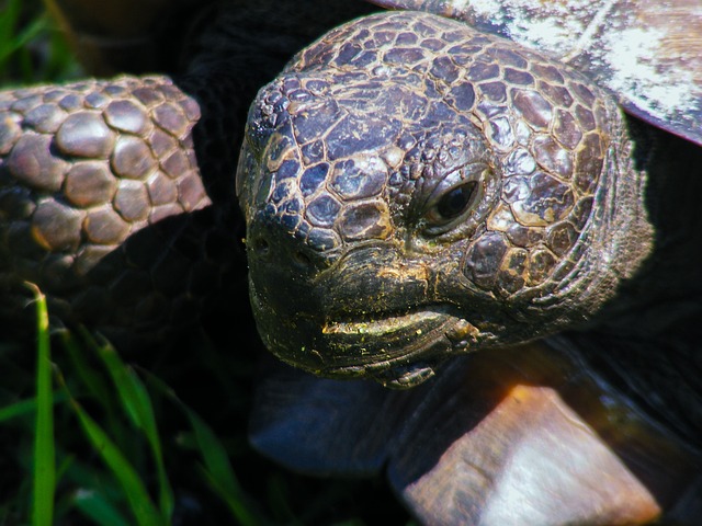 地鼠龟 Gopherus波吕斐摩斯 龟 - 上的免费照片