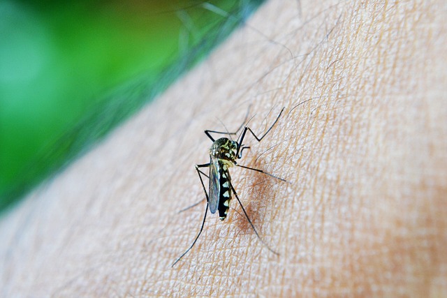 蚊子 咬 去世 - 上的免费照片