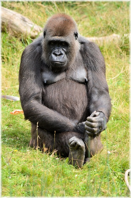 大猩猩 动物园 系列 - 上的免费照片