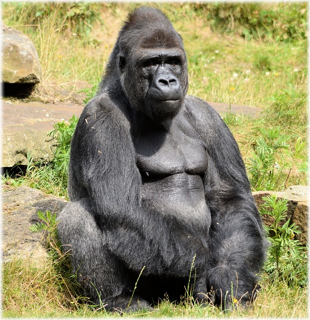 大猩猩 动物园 系列 - 上的免费照片