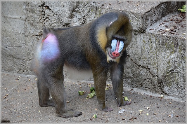 猴 动物园 猴子 - 上的免费照片