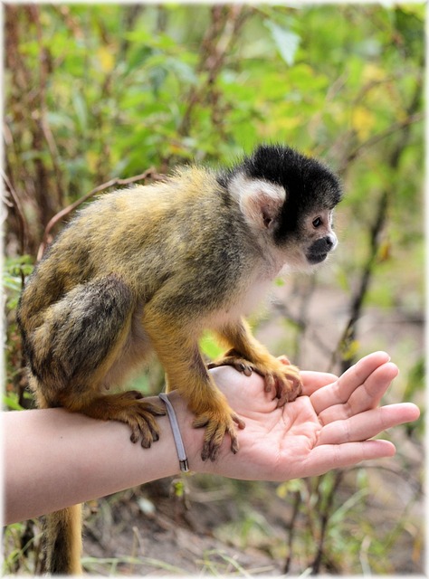 松鼠猴 猴 动物园 - 上的免费照片