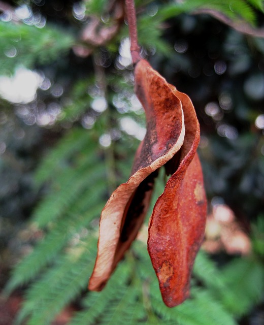 种子 Pod 拆分 打开 棕色 - 上的免费照片