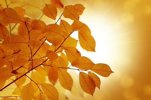 背景 秋天 树叶 - 上的免费照片