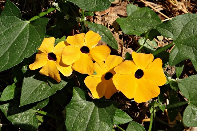 黑眼苏珊藤 Thunbergia 升韵 花 - 上的免费照片