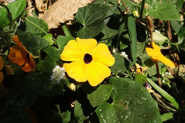 黑眼苏珊藤 Thunbergia 升韵 花 - 上的免费照片