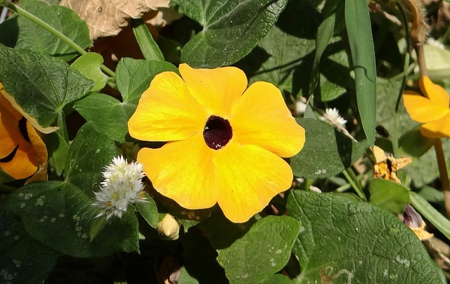 黑眼苏珊藤 Thunbergia 升韵 花 - 上的免费照片